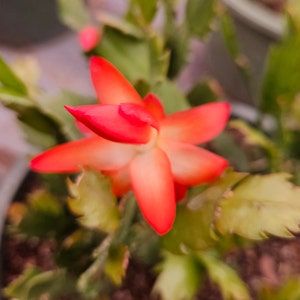 Thanksgiving Cactus in a 1&quot; starter plug, live Holiday Christmas cactus plant great gift for plant lover | 2 plants required per order |