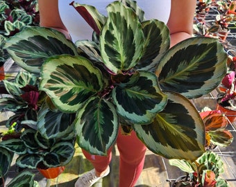 May include: A Calathea plant with broad, oval-shaped leaves featuring a variegated pattern of dark green centers, lighter green mid-sections, and creamy white edges. The undersides of the foliage display a deep purple hue, and the plant is potted.