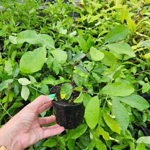 May include: A small potted plant with vibrant green leaves, held in a black plastic pot. The plant has multiple branches and is surrounded by other plants in a nursery setting. The leaves are covered in water droplets.