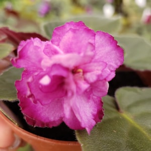 Wrangler&#39;s Big Country African Violet live plant, young pre-finished starter in a 4&quot; pot | 2 plants required per order |