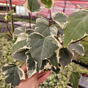 Algerian ivy, Hedera algeriensis &quot;Gloire de Marengo&quot; Ivy live plant in a 4&quot; pot | 2 plants required per order |
