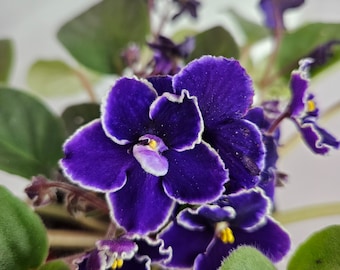 Currently blooming African Violet live plant flowering 4.5" | 2 plants required per order |
