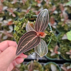 LIVE Black Jewel orchid plant in a 3&quot; pot, rare indoor tropical houseplant | 2 plants required per order
