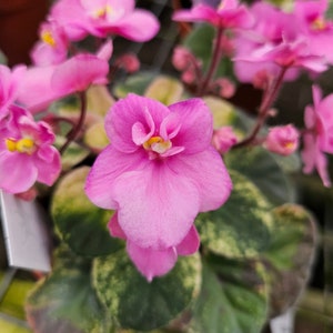 Key Lime Treat African Violet live plant, young starter in a 4&quot; pot | Pink variegted Violet | 2 plants required per order |