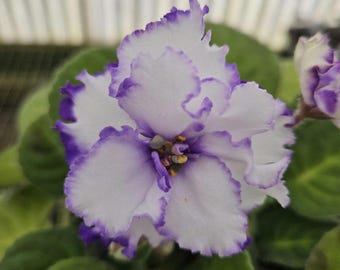 Rare Russian African Violet 