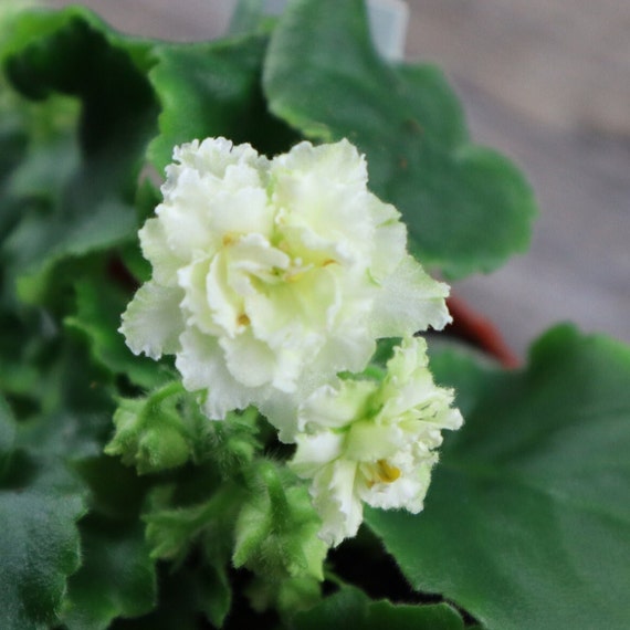 Harmony's Lime and Salt African Violet live plant, young pre-finished starter in a 4" pot | 2-Plant Minimum |