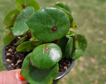 Conchifolia rubrimacula begonia plant in a 4" pot, Live Begonia plant, Conchifolia Rex Begonia plant *2 item minimum on orders*