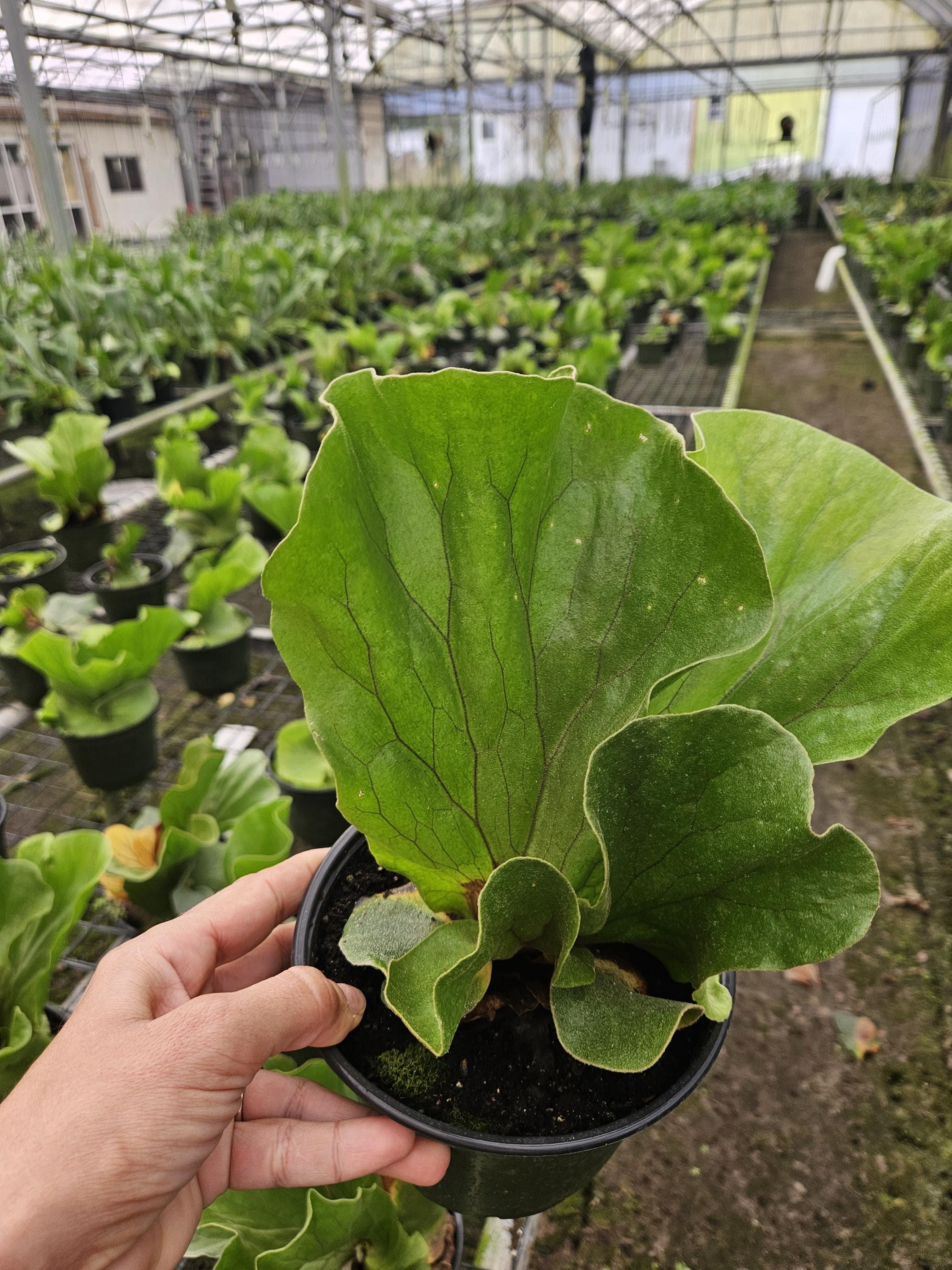 Platycerium Ridleyi - Etsy