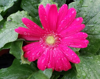 LIVE Blooming Gerbera Daisy plant 5" pot, Daisy plant  | 2 plants required per order |