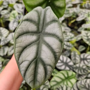 May include: A close-up of a large, green and silver leaf with prominent veins. The leaf is held in a hand, and the background is blurred with other similar leaves.