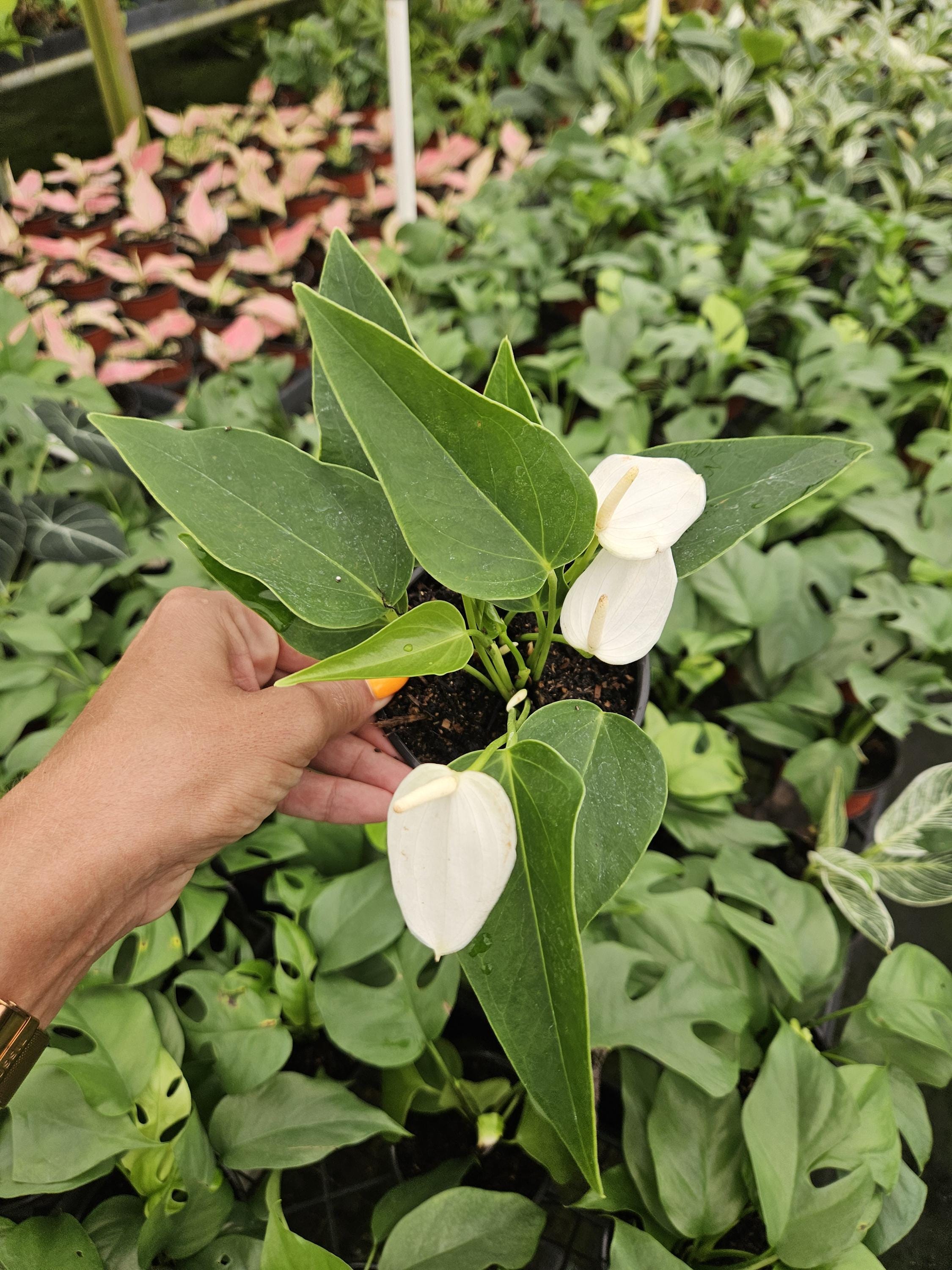 hawk plant Hawk Fruit Live Plant (Cathedra bahiensis) – veliyathgardens main image 0