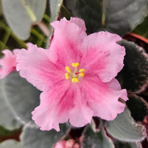 Kaylih Marie African Violet live pink variegated plant, young pre-finished starter in a 4&quot; pot | 2 plants required per order |