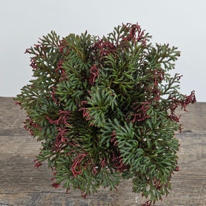May include: A lush green and burgundy artificial plant with fern-like foliage. The plant is perfect for adding a touch of greenery to any room.