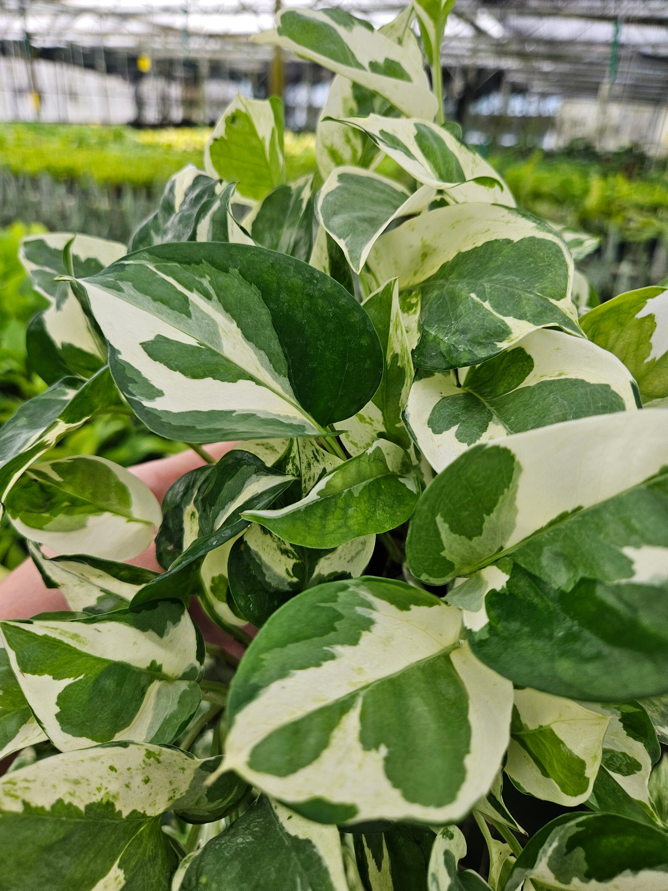 Njoy Pothos Plant "n Joy" , Live Variegated Pothos Plant | 2 Plants  Required per Order | - Etsy
