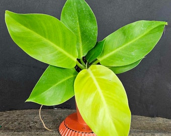 Moonlight Philodendron live tropical plant in a 4" pot | 2 plants required per order |