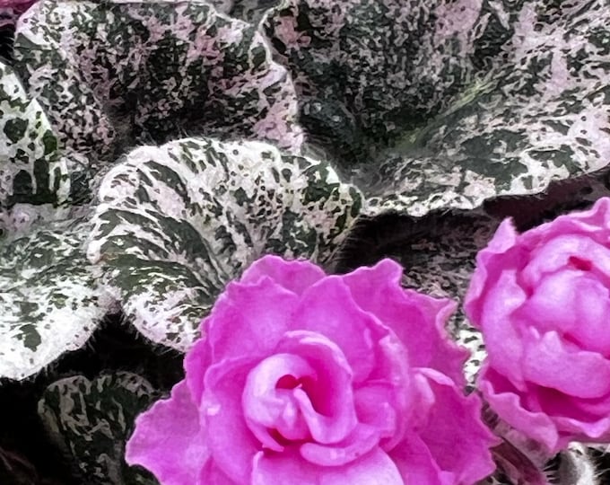 Rose Bouquet African Violet Live Variegated Plant, Young Prefinished