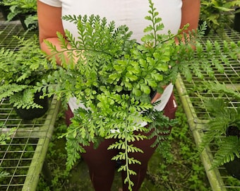 Fern plant, Austral Gem Bird's Nest Fern plant in a 4" pot, Asplenium  Bird's Nest Fern live fern plant | 2 plants required per order |