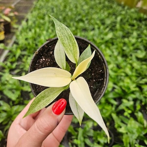 Philodendron Florida ghost Mint plant in a 4&quot; pot, live rare tropical houseplant | 2 plants required per order |