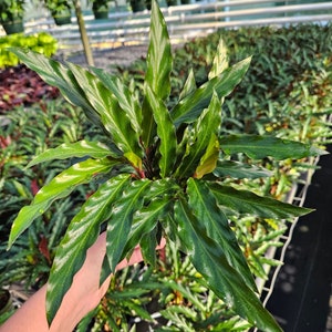Calathea elgergrass plant, live red velvet  calathea in a 4" pot | 2 plants required per order |