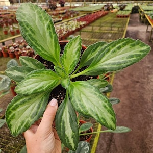 Primulina Sinensis Silver, Gesneriad plant in a 4&quot; pot | 2 plants required per order |
