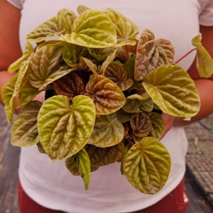 QuitoPeperomia plant, Ripple peperomia live plant in a 4" pot, yellow and pink peperomia | 2 plants required per order |