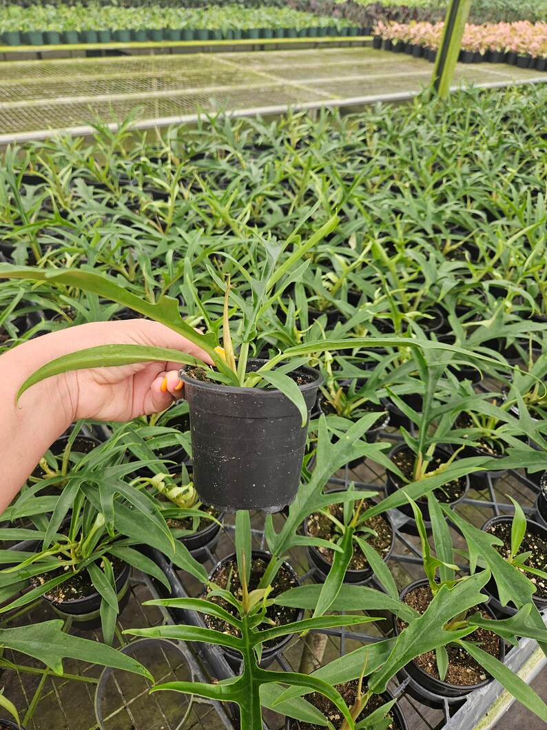 FreshFromGreenhouse Philodendron Tortum - Thumbnail 4