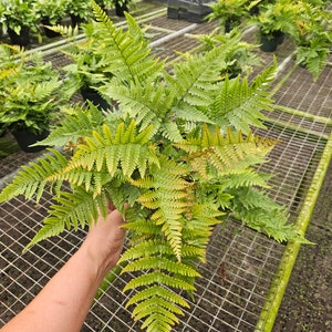 May include: A green fern plant with delicate fronds, held in a person's hand. The plant is in a nursery setting with a wire mesh background.