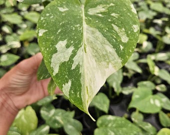 Philodendron Angela Variegated Starter Plant Well Variegation, 3" Pot  Grower's Choice With Pic - Etsy