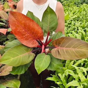 buy philodendron gloriosum Philodendron Gloriosum – Greenspaces.id