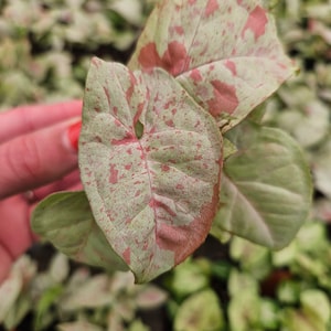 Confetti Syngonium, speckled arrowhead in a miniature 2" pot, live starter plant | 2 plants required per order |
