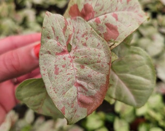 May include: A close-up of a pink and green variegated plant with leaves that have a speckled pattern. The plant is in a pot and is surrounded by other plants.