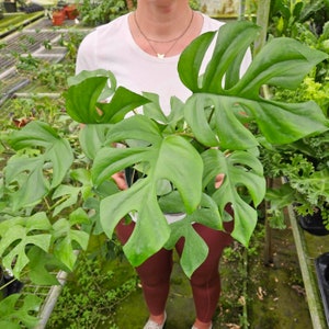 LIVE Rhaphidaphora tetrasperma plant, split leaf plant 4" pot, live mini monstera houseplant,  | 2 plants required per order |