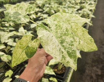 Alocasia Blizzard live tropical plant  | 2 plants required per order |