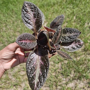May include: A small potted plant featuring dark, textured, ovate leaves with a deep purple and black coloration. The foliage displays a prominent, raised vein pattern across the surface, with subtle hints of magenta along the central leaf ribs.