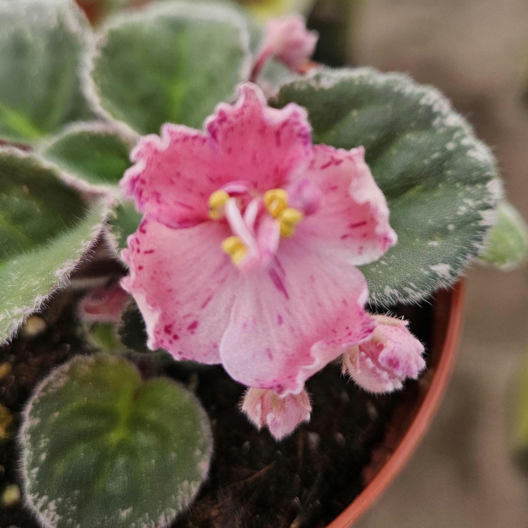 Playful Kisses African Violet Live Plant, Young Pre-finished
