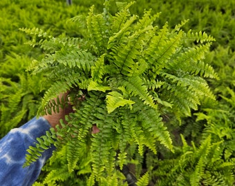 Boston Fern live tropical plant in a 6" pot | 2 plants required per order |
