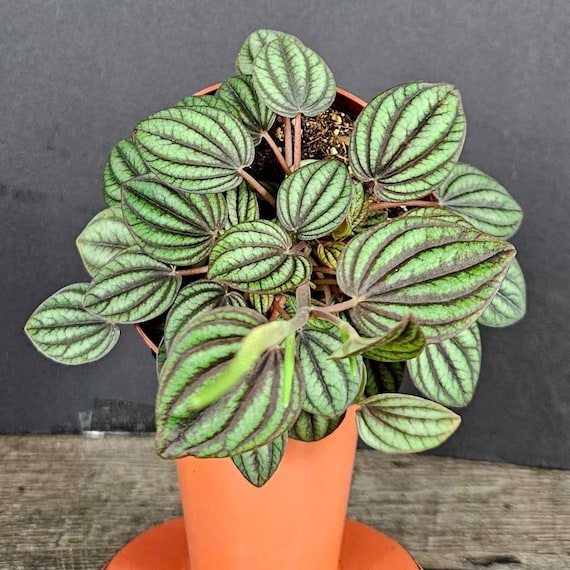 LIVE Peperomia plant, peperomia Piccolo Banda 4" pot, live tall peperomia plant | 2 plants required per order |