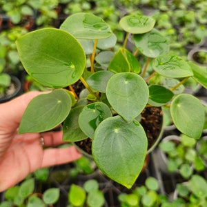 Raindrop Pilea - Etsy