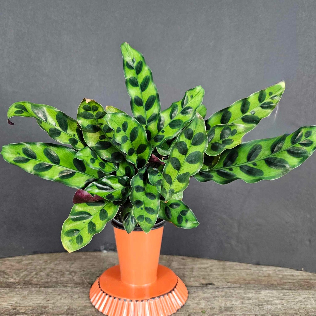 Rattlesnake Calathea Plant, Live Black Spotted Plant in a 4 Pot 2