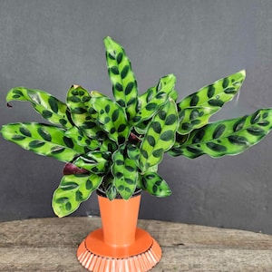 May include: A green and white patterned houseplant in a terracotta pot with a decorative orange base. The plant has large, broad leaves with a spotted pattern.