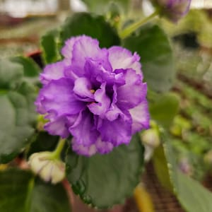 Festival on Ice African Violet live plant, young pre-finished starter in a 4&quot; pot | 2 plants required per order |