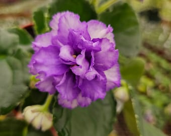 Festival on Ice African Violet Plant - Young Starter (4" Pot)