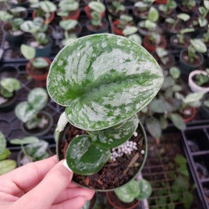 May include: A small potted plant with large, silver-green leaves. The leaves have a mottled appearance with white variegation.