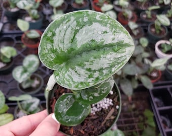 Pothos Silver splash 4" pot, live Giant silver splash pothos plant | 2-Plant Minimum |