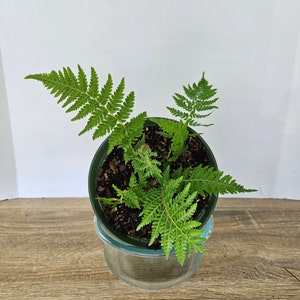 Fern plant, Tree Fern plant in a 6&quot; pot, small tropical starter tree | 2 plants required per order |
