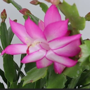 May include: Close-up of a vibrant pink Christmas cactus flower with white edges. The flower is in full bloom, surrounded by green, segmented stems and leaves. Several unopened buds are also visible, suggesting more blooms to come.