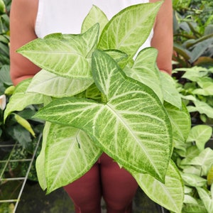 White Syngonium plant 4" pot, live arrowhead plant, live White houseplant, live syngonium plant | 2 plants required per order |
