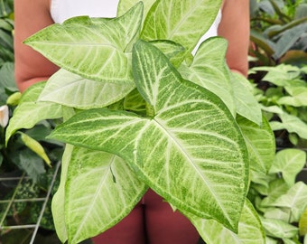 May include: A close-up of a variegated houseplant with large, green leaves with white veins. The plant is being held by a person wearing a white shirt and red pants.