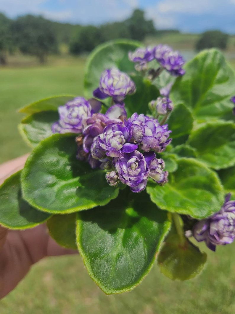 Rocky Mountain Currently Blooming African Violet live plant in a 4" pot | Violet | 2-Plant Minimum | Smokey Mountain