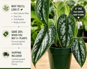 Philodendron Brandtianum 'Brandi' Live Plant in 4" Pot | Rare Silver Philodendron Houseplant | Tropical Indoor Plant